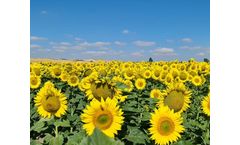 Nuseed - Sunflower Seed