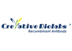 Antibody Affinity Measurement Services