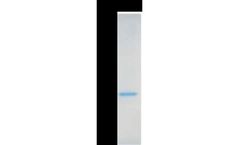 Croyez - Model IL-1 - Alpha (Interleukin-1a), Human Protein
