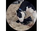 Data Flow ll Milking