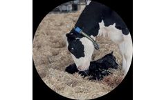 Data Flow ll Milking