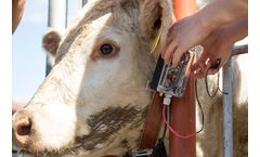 Calving - Multi-Sensory Collar