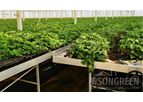Insongreen - Greenhouse Benches