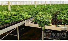 Insongreen - Greenhouse Benches