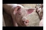 Agrisys AirSys Bedding/Str?? project DK- 2016 - Video