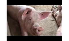 Agrisys AirSys Bedding/Str?? project DK- 2016 - Video