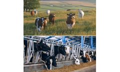 Sveaverken - Model MooCollar S2 - Cow Collar for Positioning and Activity Monitoring