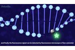 TUNEL Assays - Pricella - Video