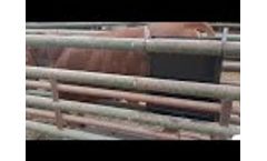 CIMA Bovini - Video