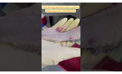 Fish slicing machine with 3 pieces, cod slicer, yellow croaker slicing machine - Video