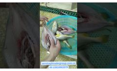 fish back cutting and filleting machine - Video