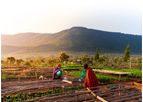 Seed to Carbon Forest Accelerator