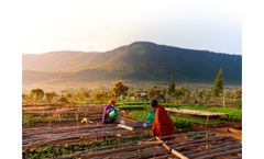 Seed to Carbon Forest Accelerator