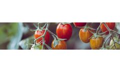 Coco Peat Products for Professional Horticulture