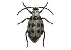 Model F9247B - Boll Weevil Diet- Anthonomus Grandis Grandis