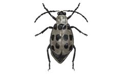 Model F9247B - Boll Weevil Diet- Anthonomus Grandis Grandis