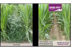 Model Shieldex - 400SC Herbicide