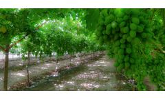 Precision Agriculture Service
