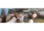 SortAll - Model Revolution 2 - Automated Hog Sorting System