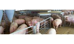 SortAll - Model Revolution 2 - Automated Hog Sorting System