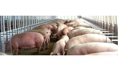 Sow Housing & Large Pen Gestation