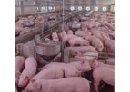 Model PigCounter - Pigs Counter with the Help of Cameras and Machine