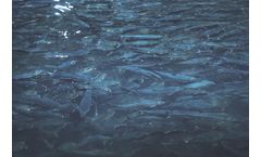 Model Smolt - Recirculation Aquaculture Systems (RAS)