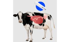 Smart Rumen Bolus for Cow Monitoring