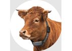 Model LoRaWAN - GPS Cattle Collar