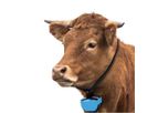 Model GA5067 - IoT based livestock GPS collar