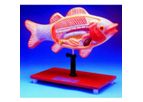 Zoology Models