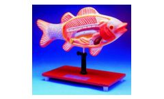 Zoology Models