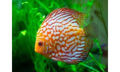 Zetas - Pure Water for Aquarium