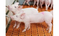 Drinking Water Disinfection System for Livestock Farm - Pig Farming