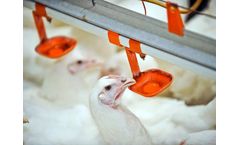 Drinking Water Disinfection System for Livestock Farm - Poultry