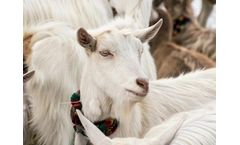 Drinking Water Disinfection System for Livestock Farm - Goat Keeping
