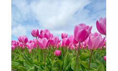 Drinking Water Disinfection System for Flower Bulbs