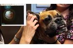 DE551 Veterinary Video Otoscope - Video