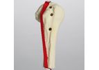 Sawbones - Model 1019-38 - Biceps Tendon Model, Solid Foam