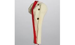Sawbones - Model 1019-38 - Biceps Tendon Model, Solid Foam