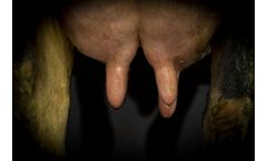 Cow Guard - Pre-Milking Type Copper based Organic Teat Shield