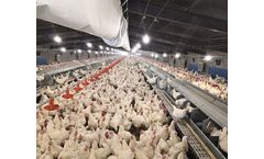 Automatic Egg Laying Box