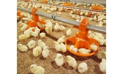 Plate Feeding System for Broilers