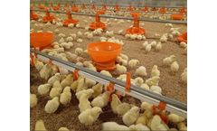 Chicken Bucket