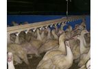 Nipple Drinking Water System For Ducks
