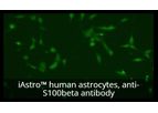 Model Tempo-iAstro - Human iPSC-derived Astrocytes