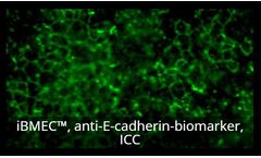 Model Tempo-iBMEC - Human iPSC-derived Brain Microvascular Endothelial Cells