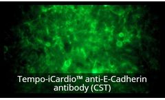 Model Tempo-iCardio - Human iPSC-derived Cardiomyocytes