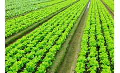 Live Earth - Model Crop Thruster 1-0-0 - Liquid Blend of Chelated Secondary Nutrients and Amino Acids