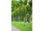 Live Earth - Model Tree & Shrub 5-10-10 - Homogenous Blend of Humic Shale and Soft Rock Phosphate